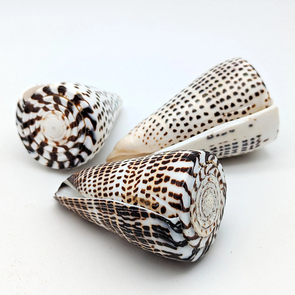 Leoparden-Kegelschnecken-Set