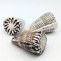 Leoparden-Kegelschnecken-Set