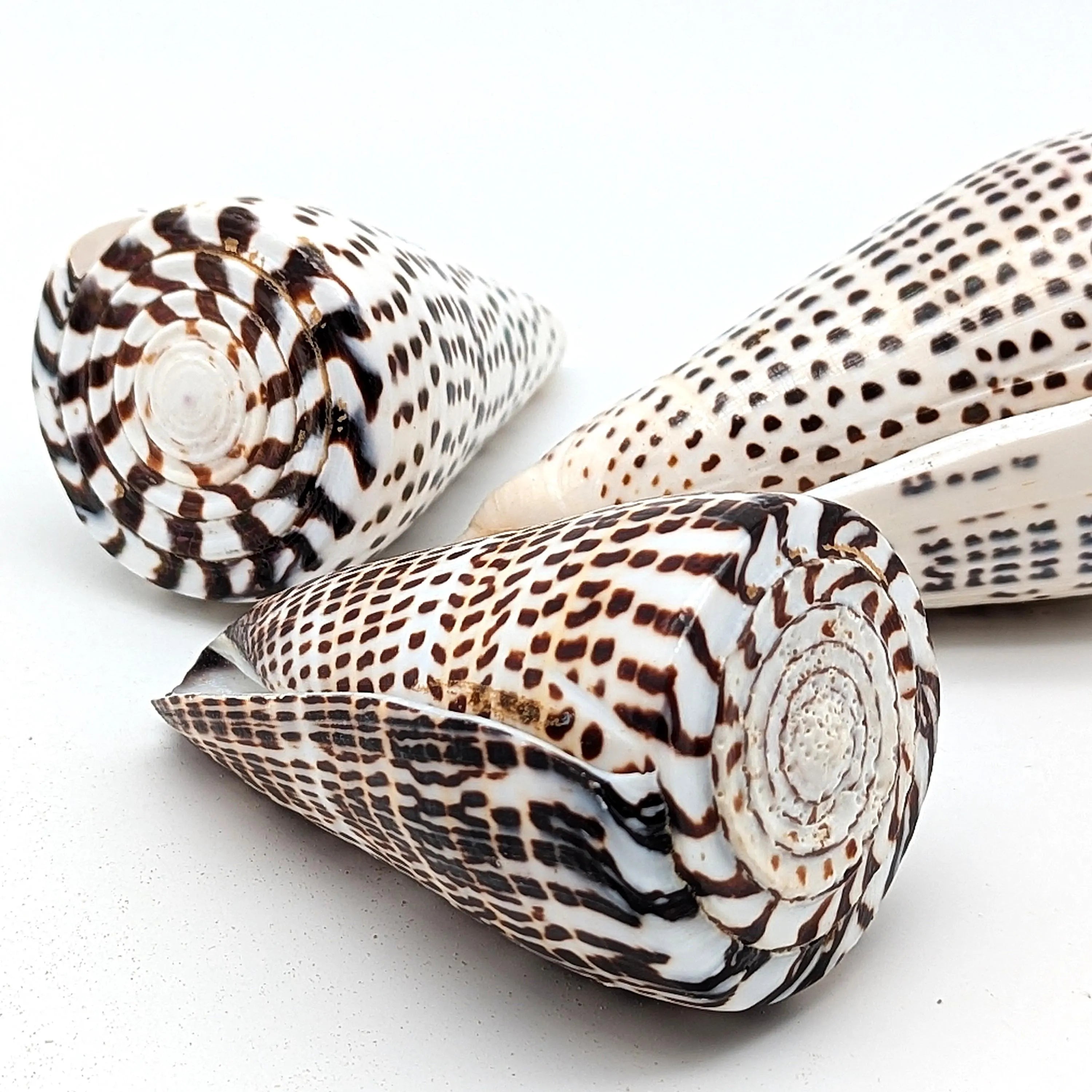 Leoparden-Kegelschnecken-Set