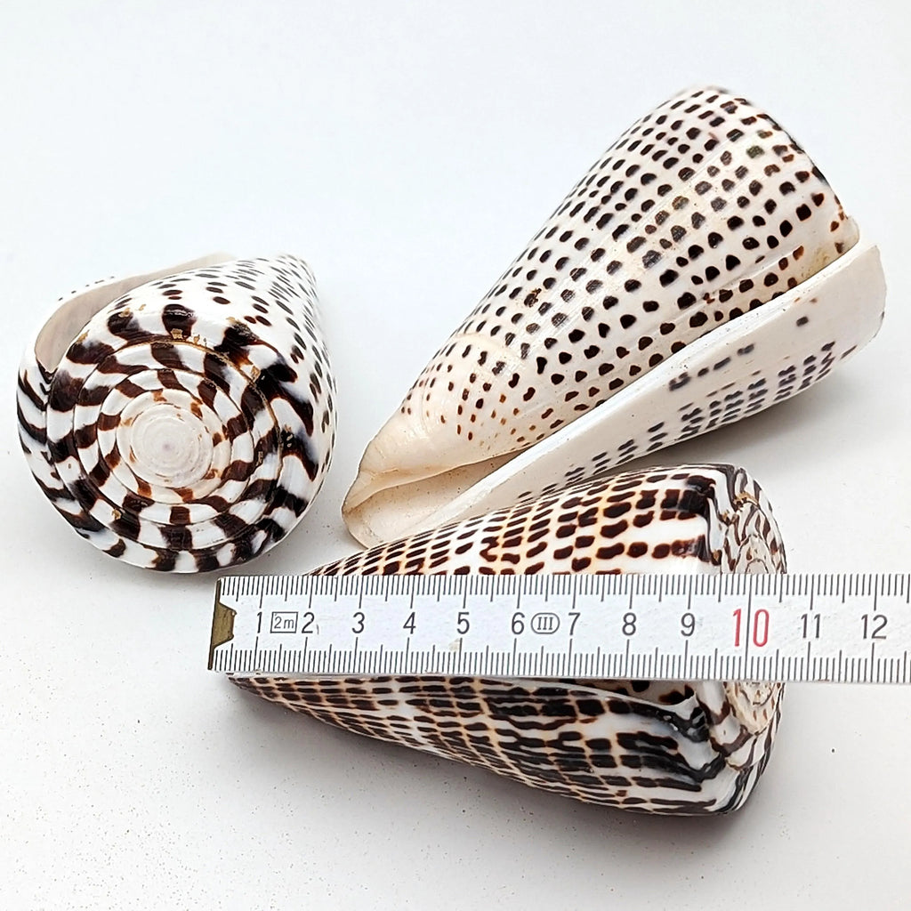 Leoparden-Kegelschnecken-Set