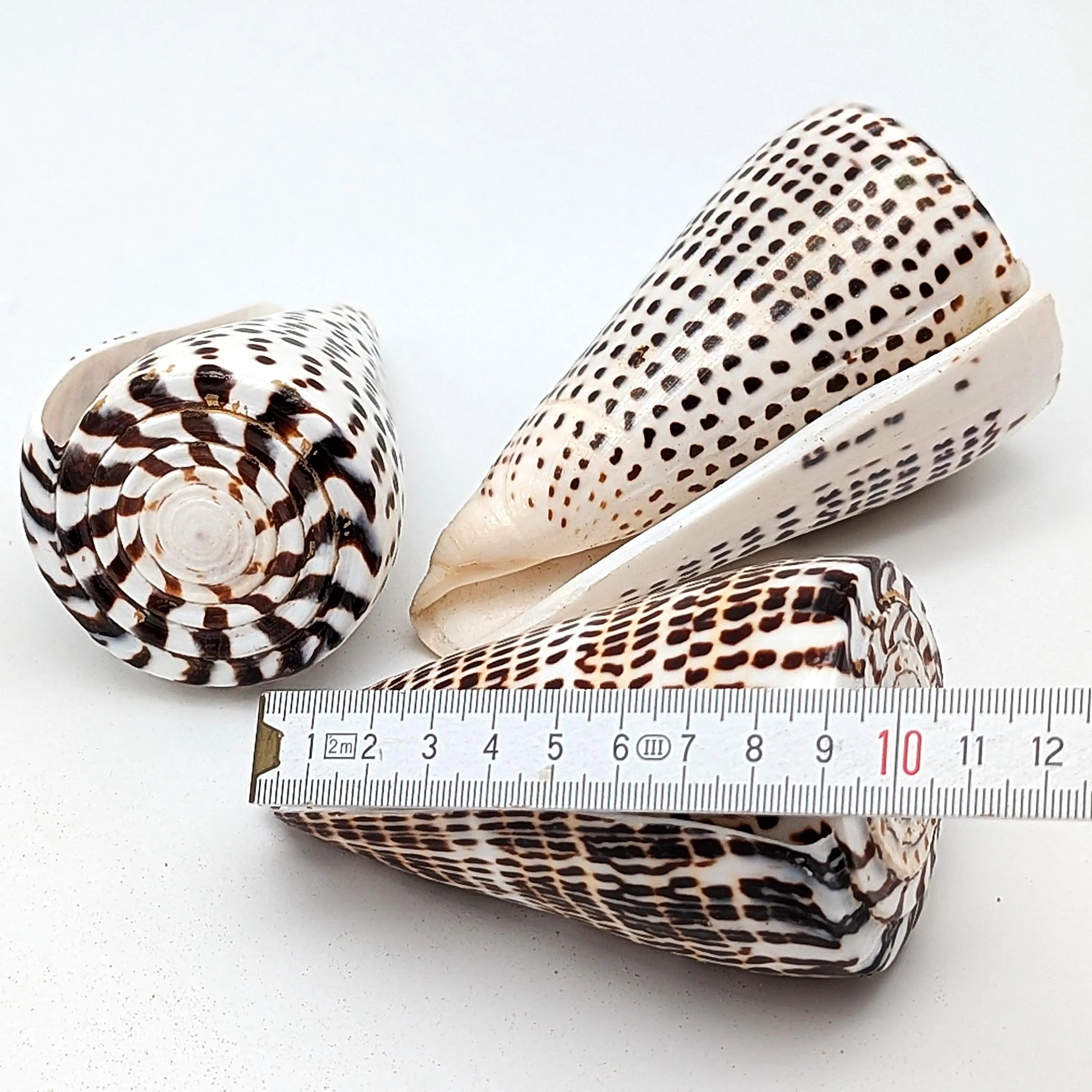 Leoparden-Kegelschnecken-Set
