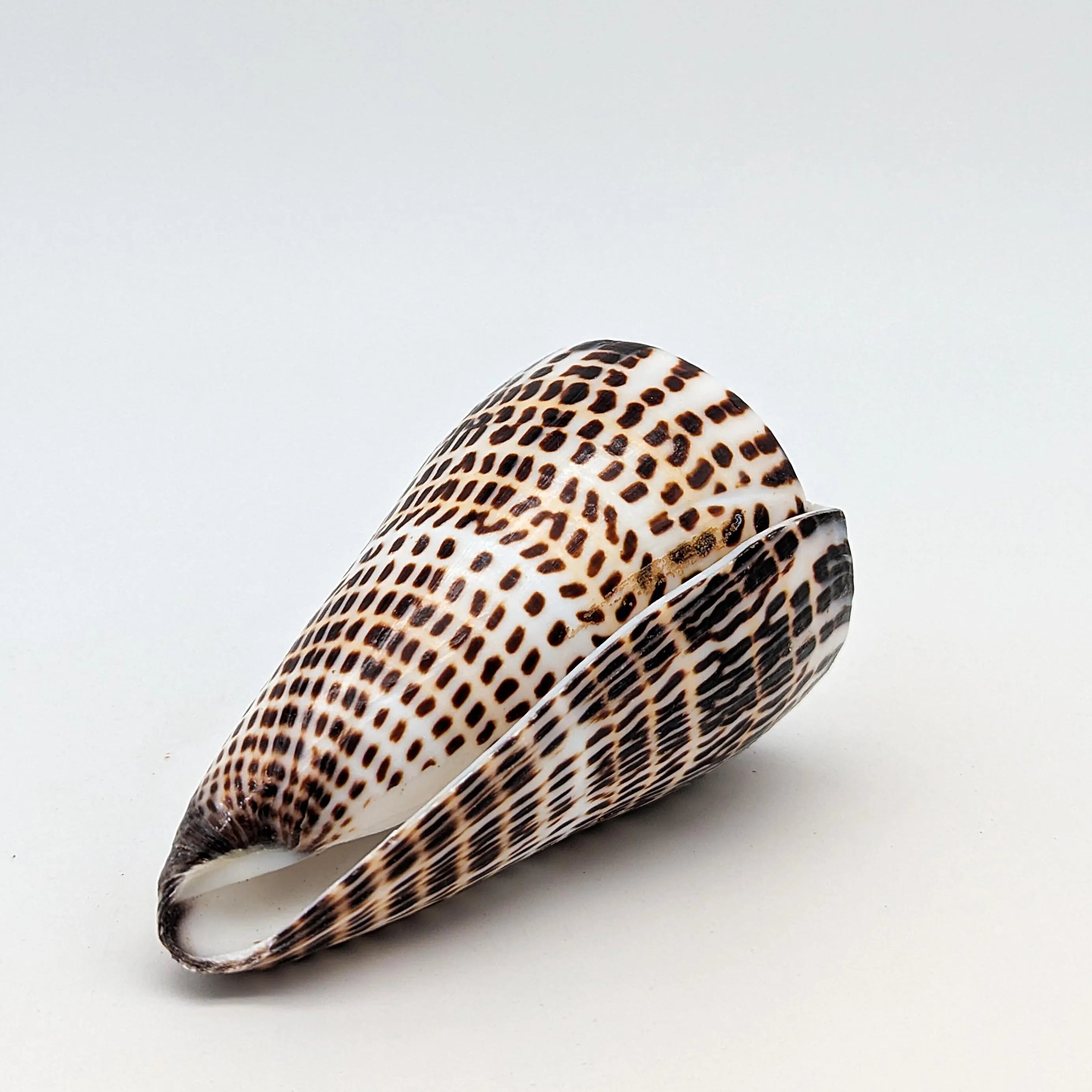 Leoparden-Kegelschnecken-Set