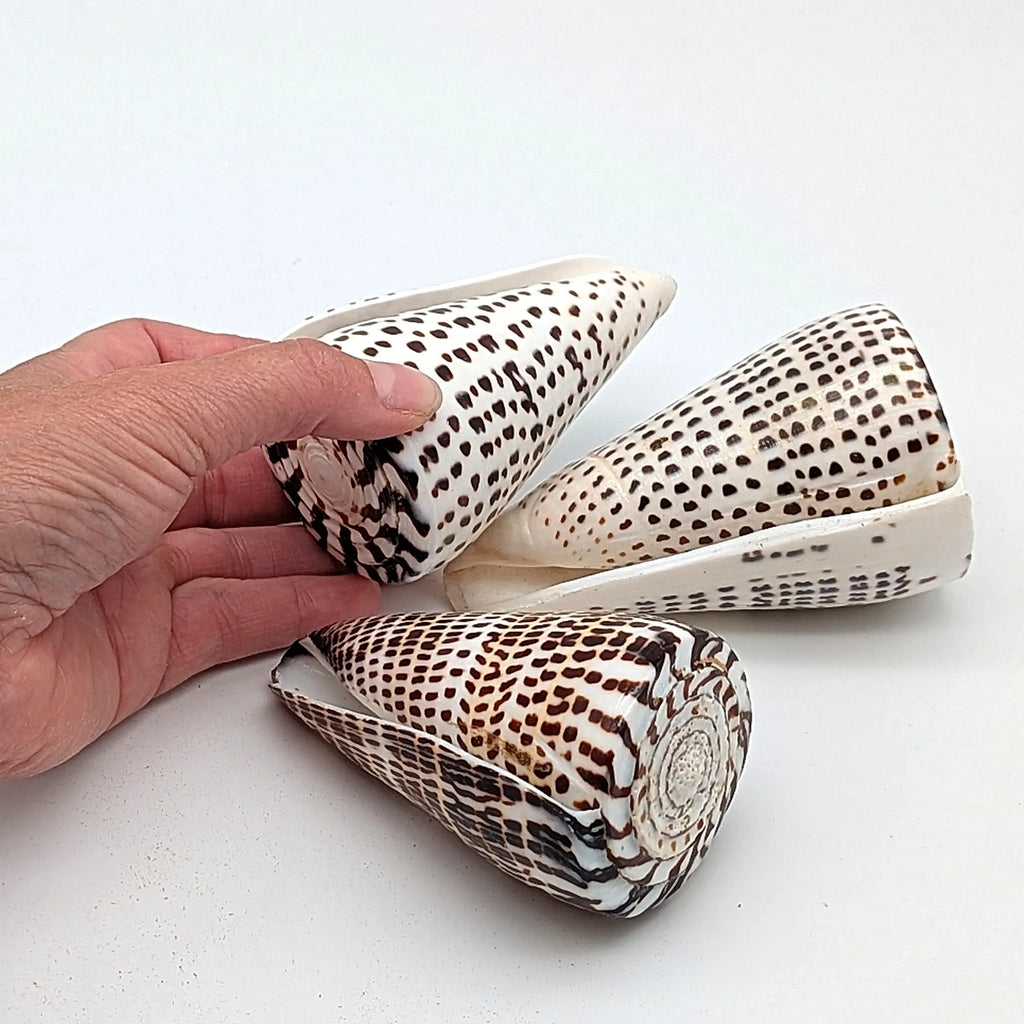 Leoparden-Kegelschnecken-Set