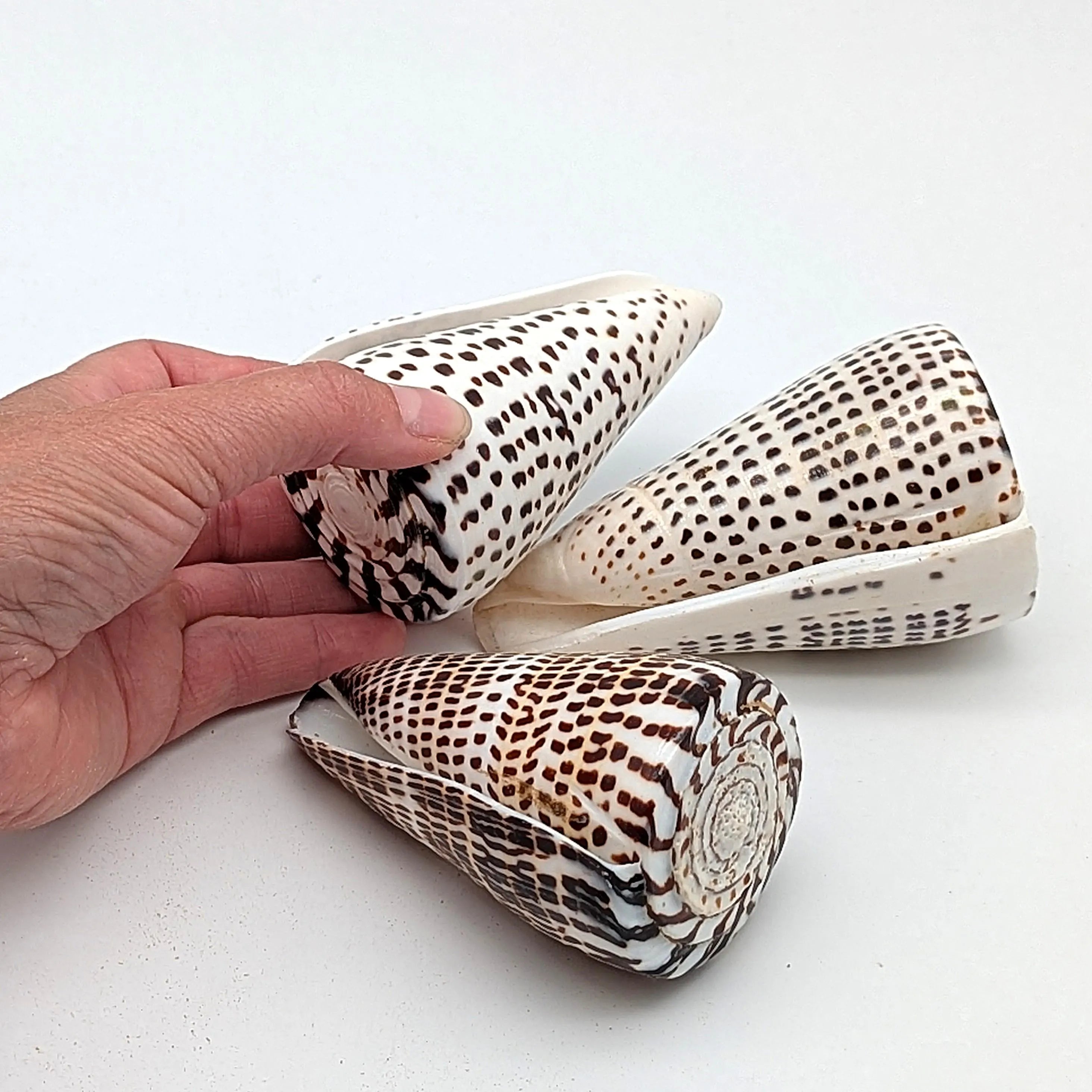 Leoparden-Kegelschnecken-Set