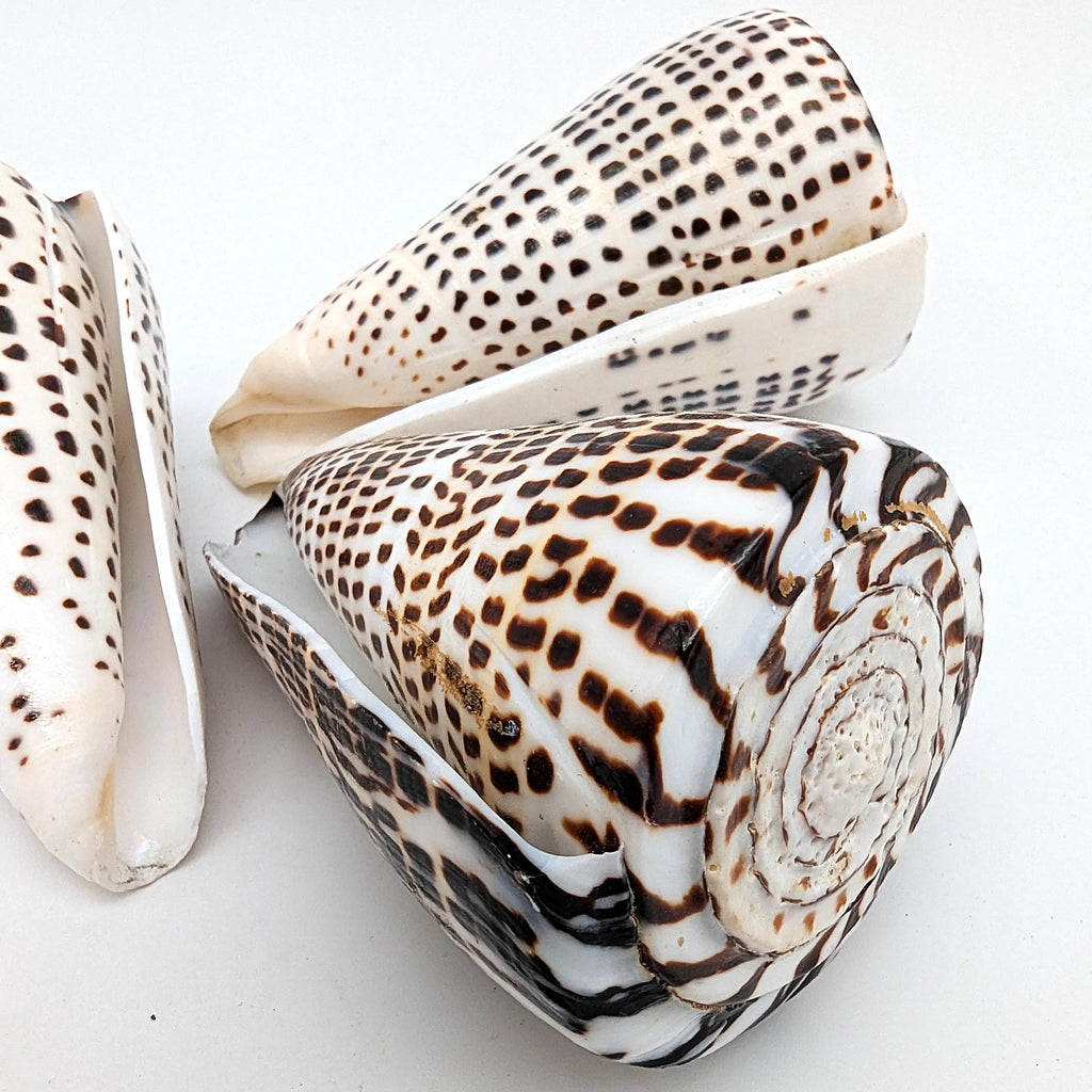 Leoparden-Kegelschnecken-Set