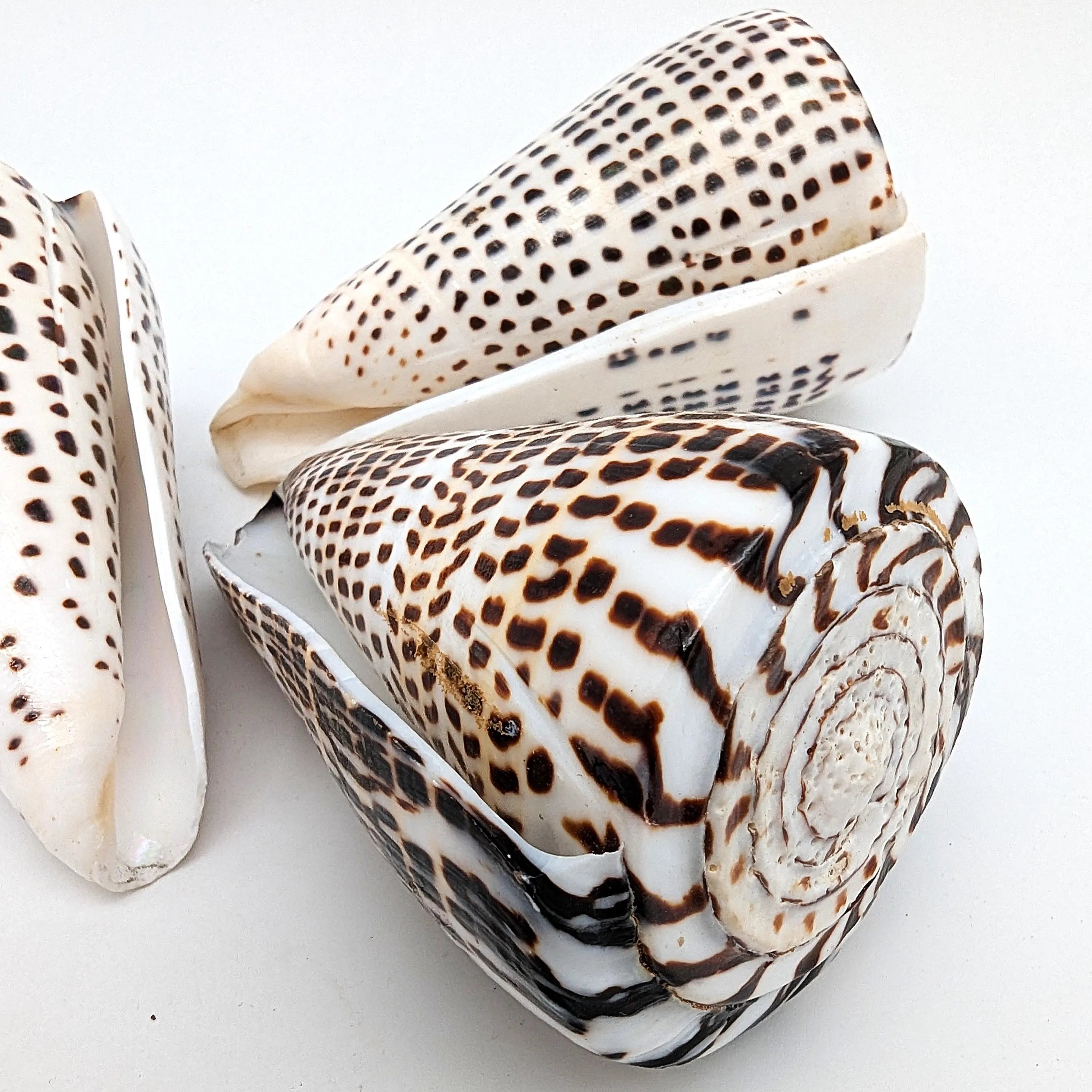 Leoparden-Kegelschnecken-Set