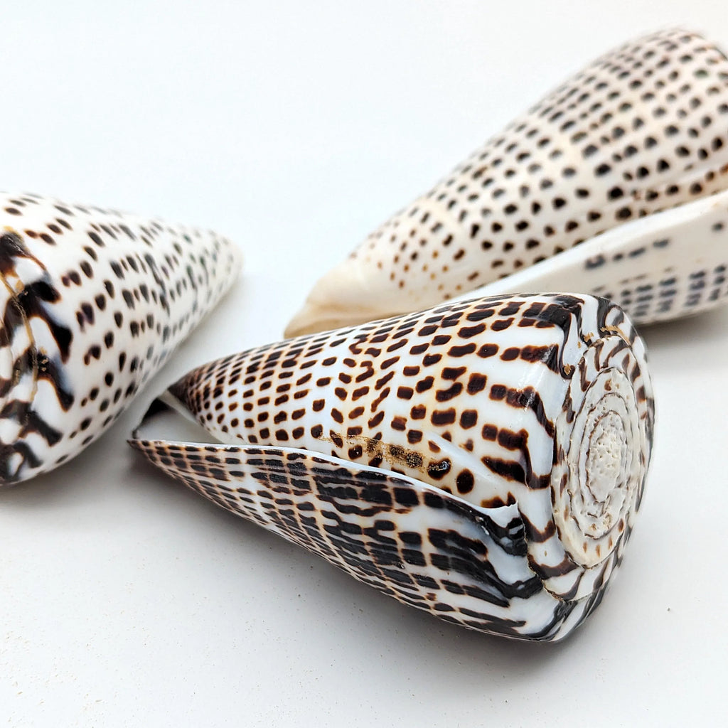 Leoparden-Kegelschnecken-Set