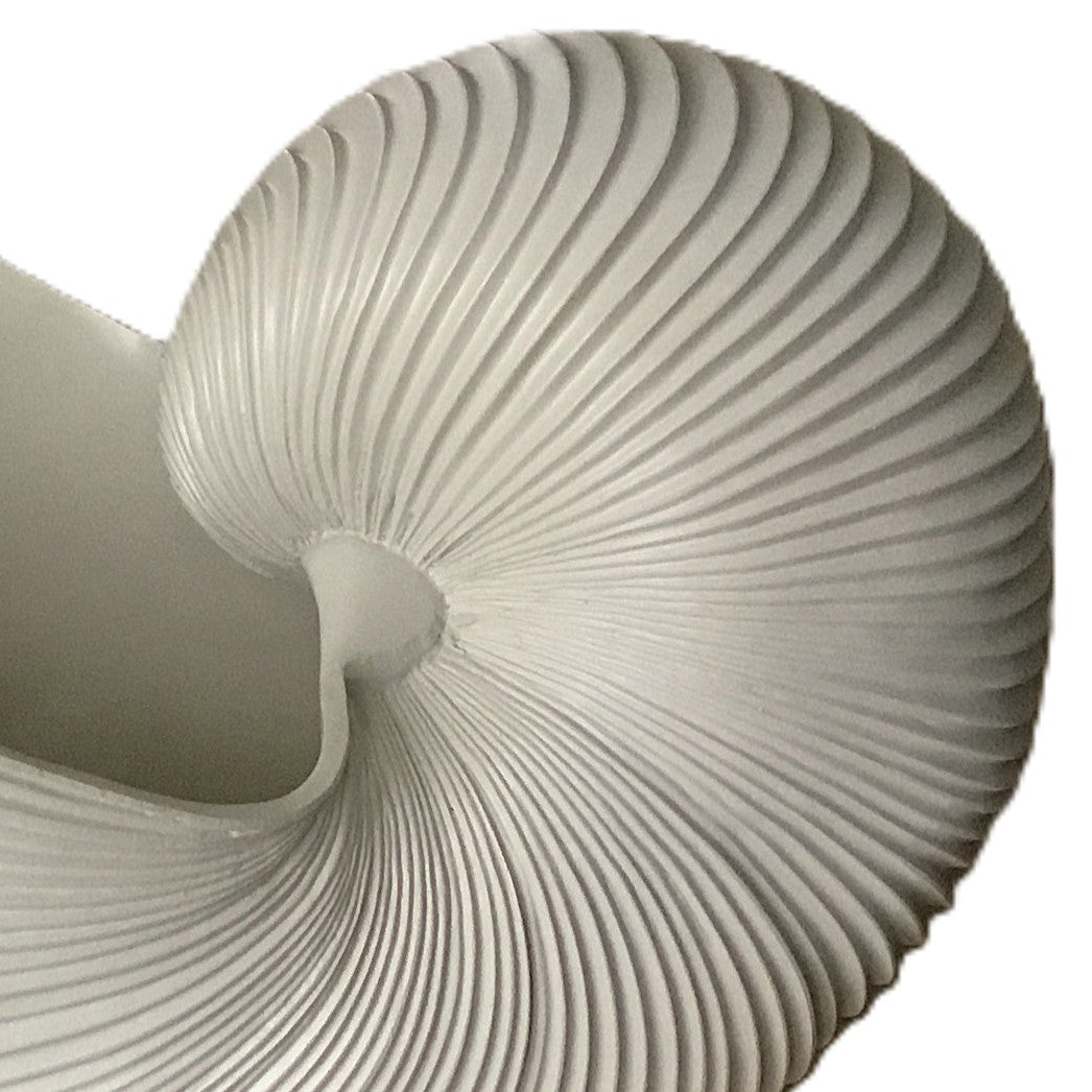 Muschel Schale