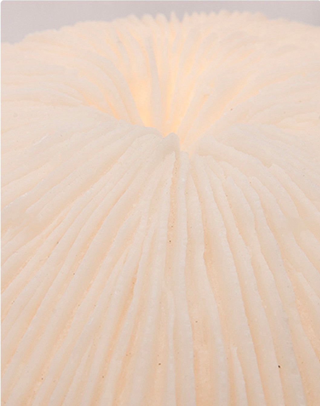 Tischlampe Coral aus verstärktem Kunstharz