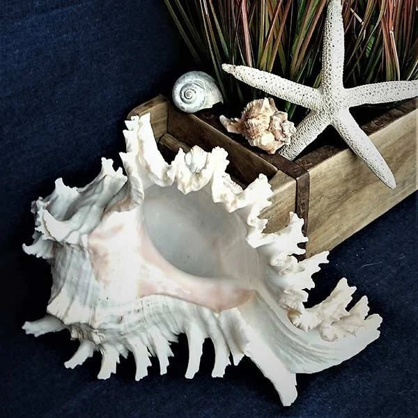 Große Meeres Muschel Schnecke 15-18 cm