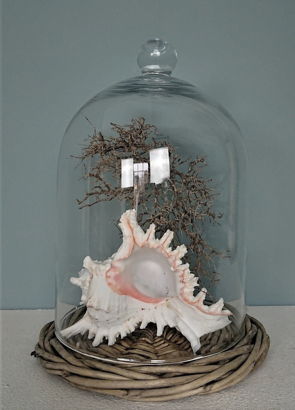 Große Meeres Muschel Schnecke 15-18 cm