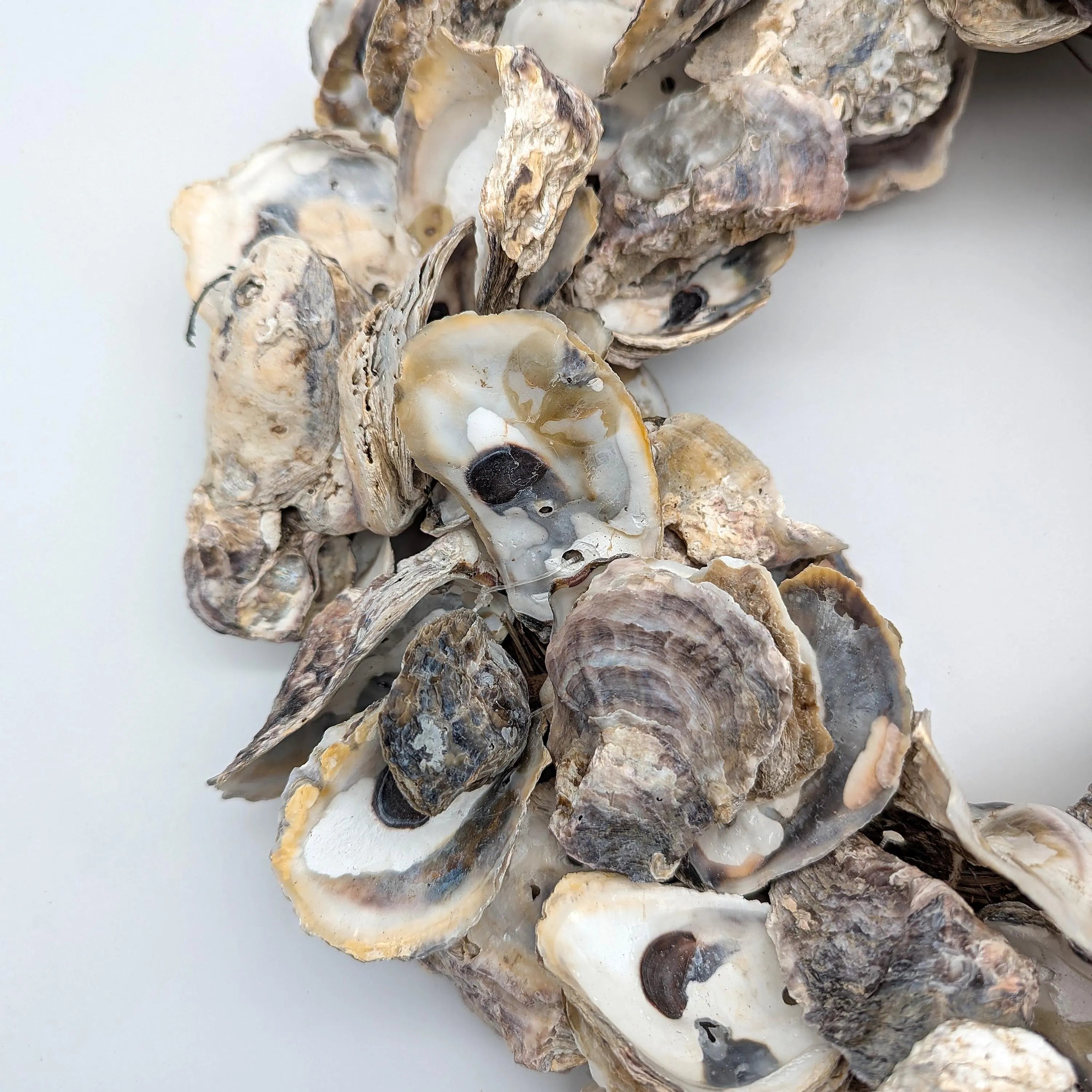 Austern Kranz Durchmesser 40 cm