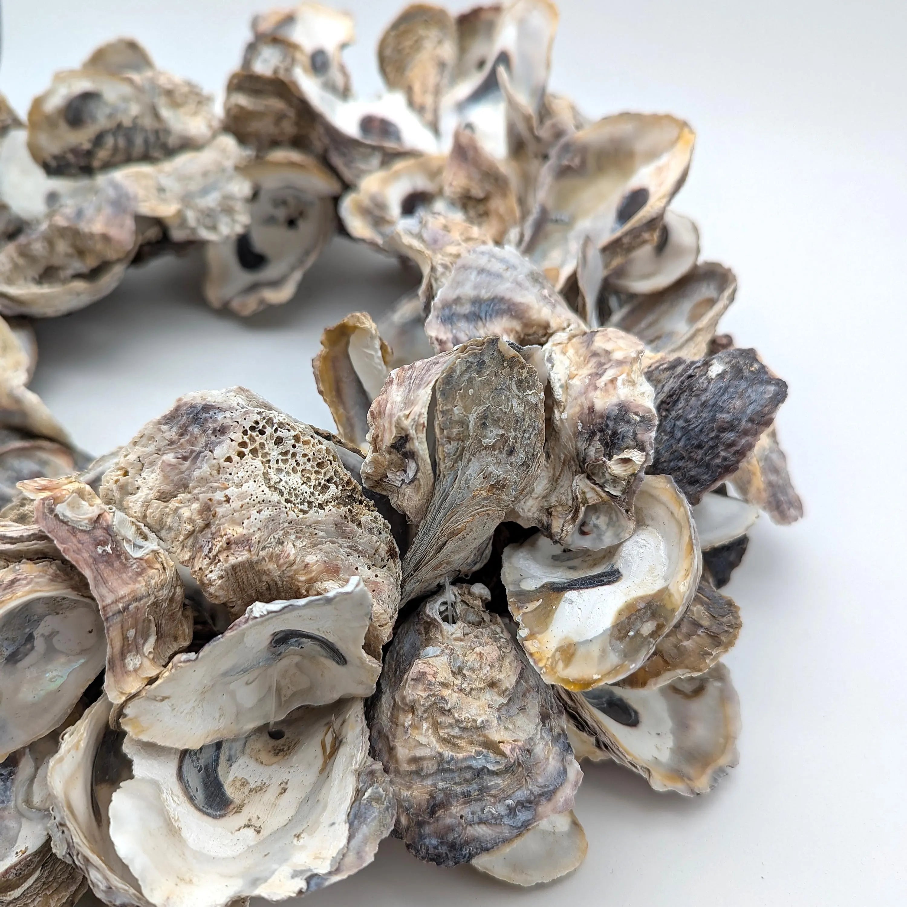 Austern Kranz Durchmesser 40 cm