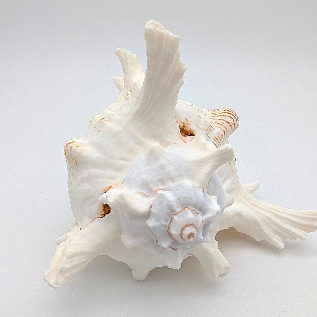 Große Meeres Muschel Schnecke 15-18 cm