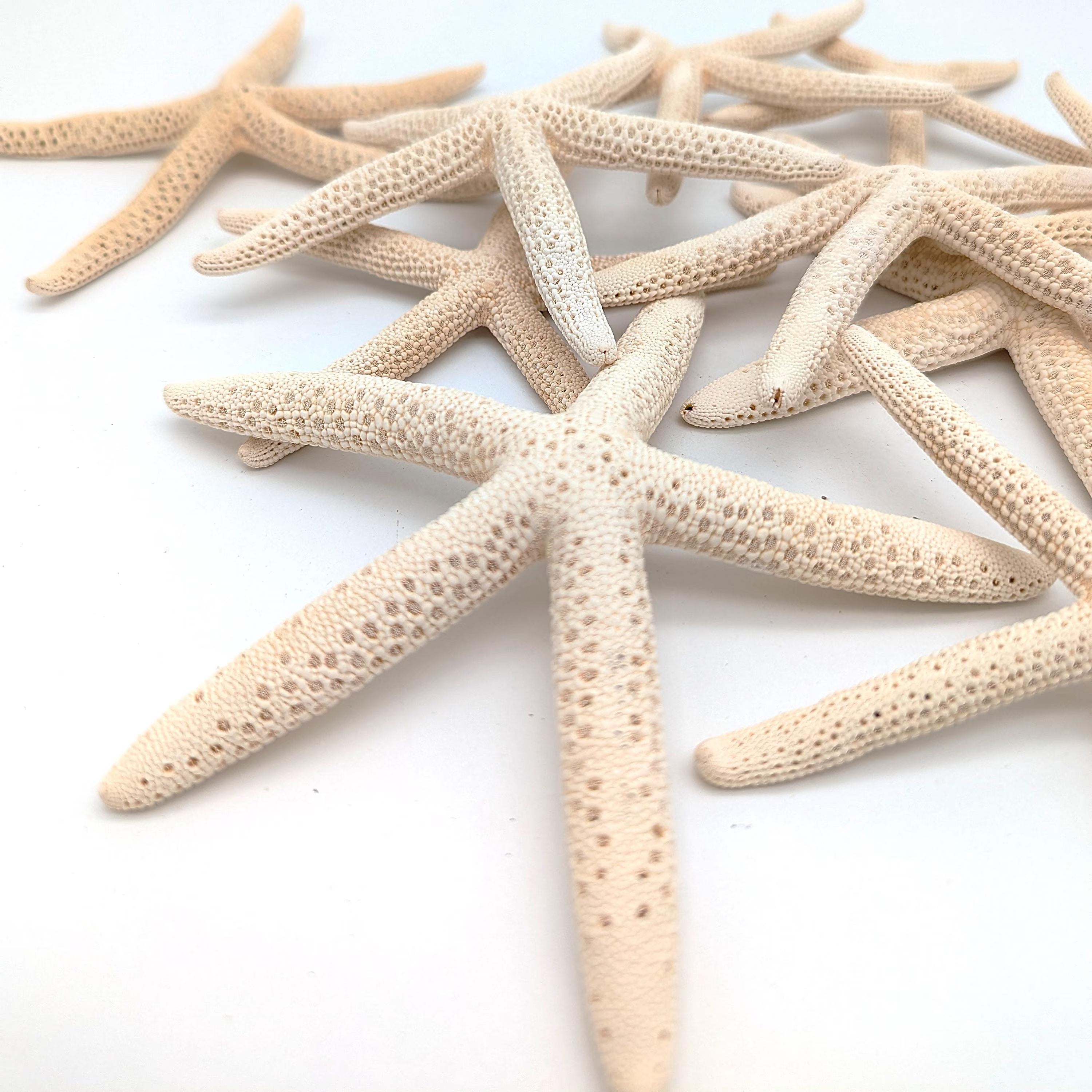 Schlangen Seestern Naturweiß 10-15 cm Set aus 3 Stück