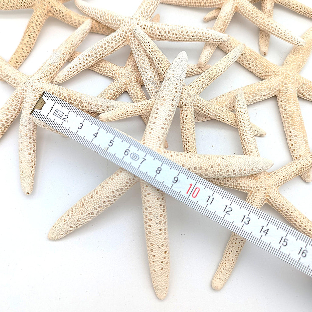 Schlangen Seestern Naturweiß 10-15 cm Set aus 3 Stück