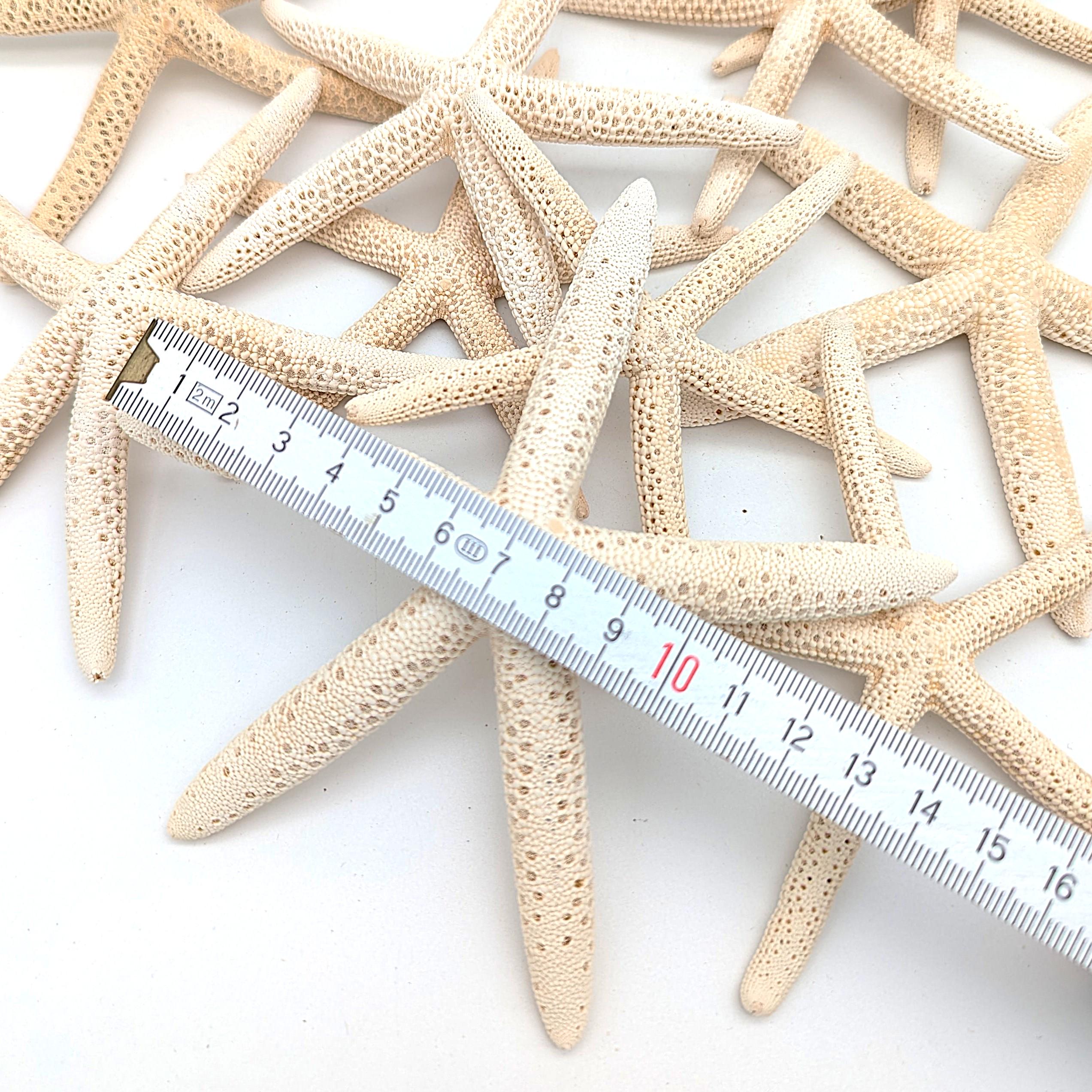 Schlangen Seestern Naturweiß 10-15 cm Set aus 3 Stück