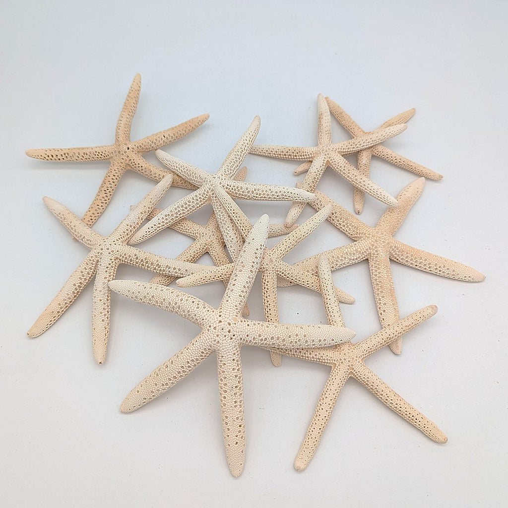 Schlangen Seestern Naturweiß 10-15 cm Set aus 3 Stück