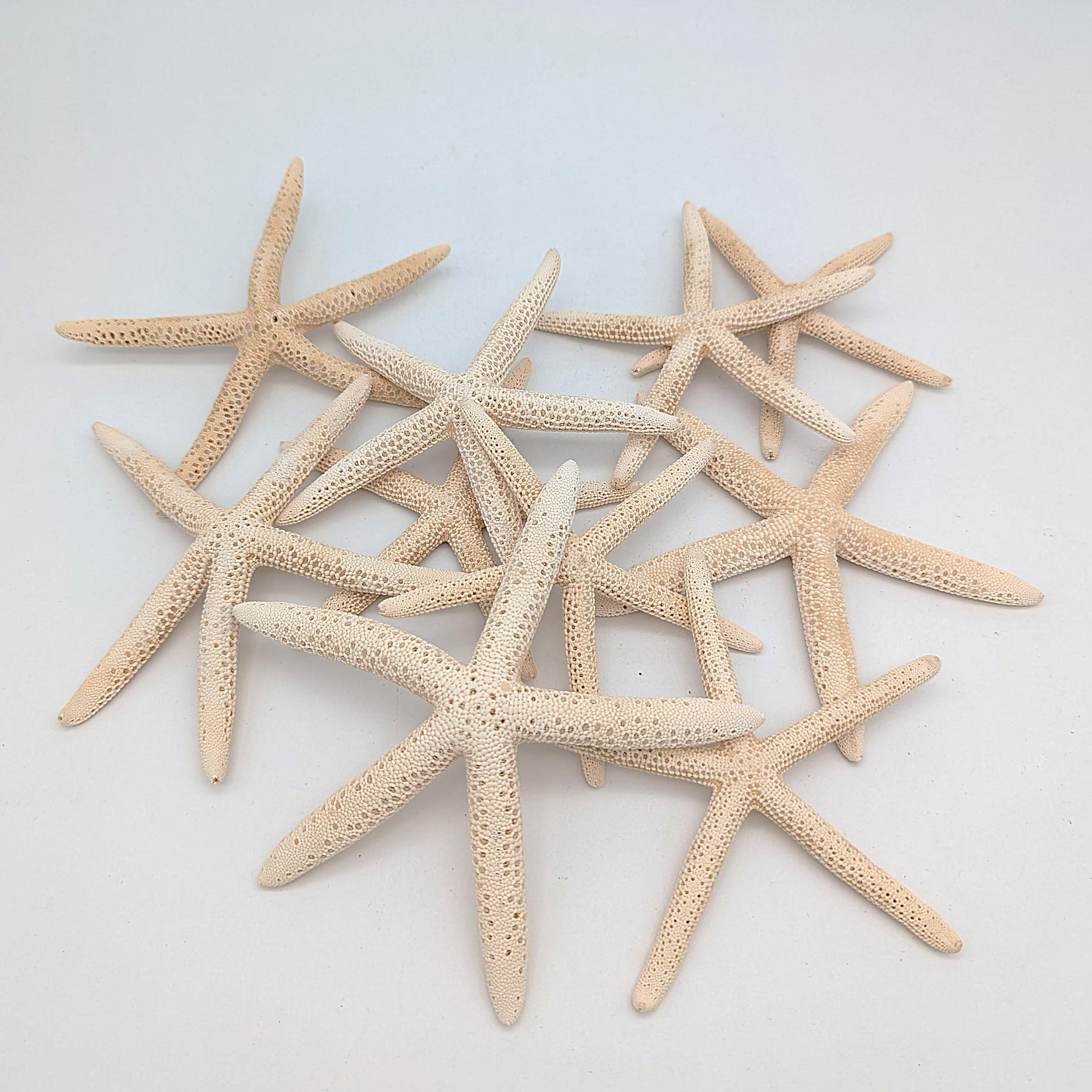 Schlangen Seestern Naturweiß 10-15 cm Set aus 3 Stück