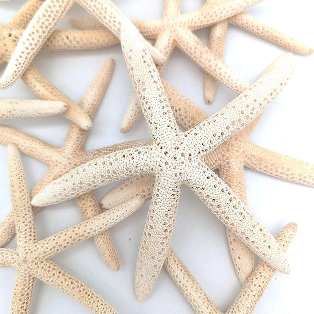 Schlangen Seestern Naturweiß 10-15 cm Set aus 3 Stück