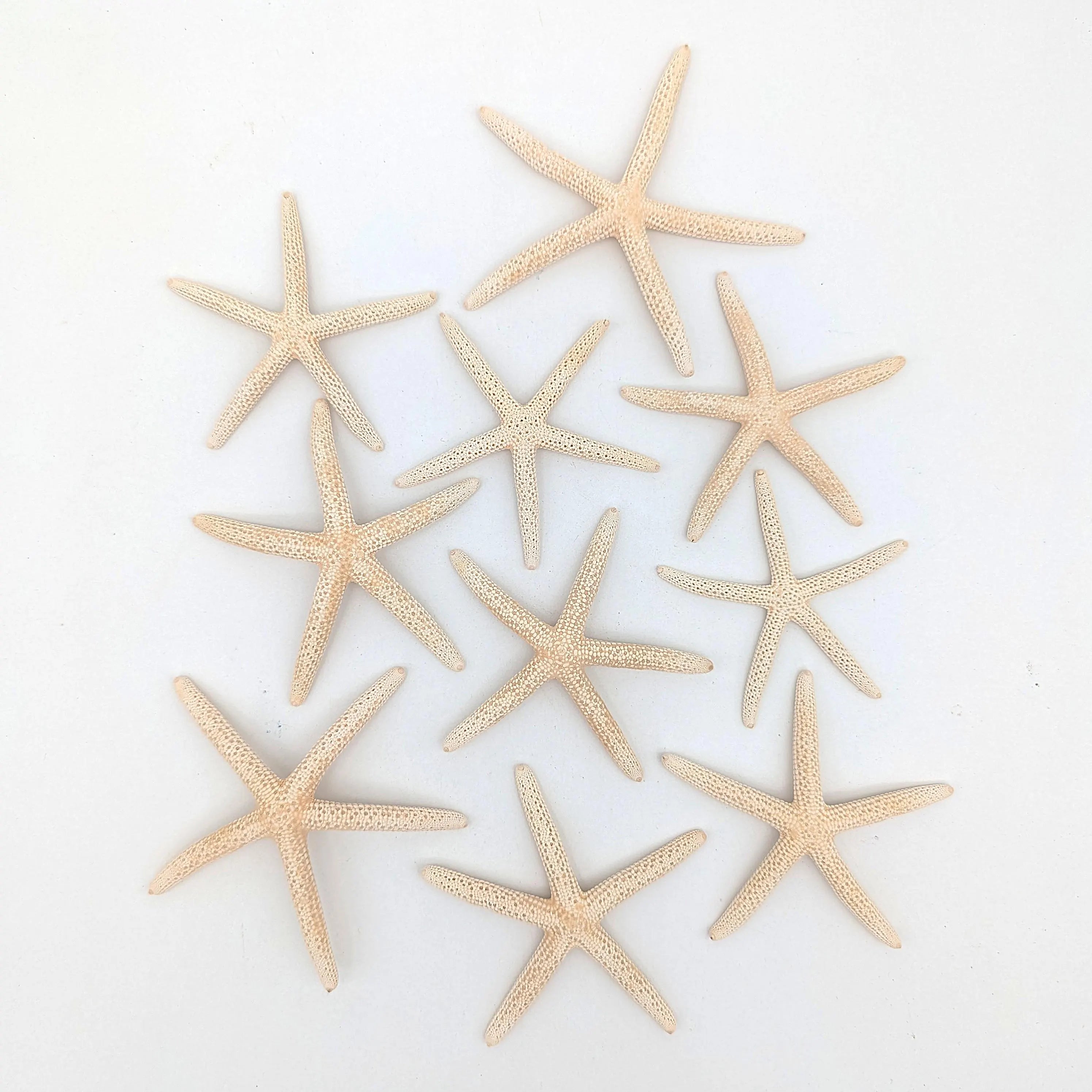 Finger Seesterne in Naturweiß – 10er Set (5–7 cm)