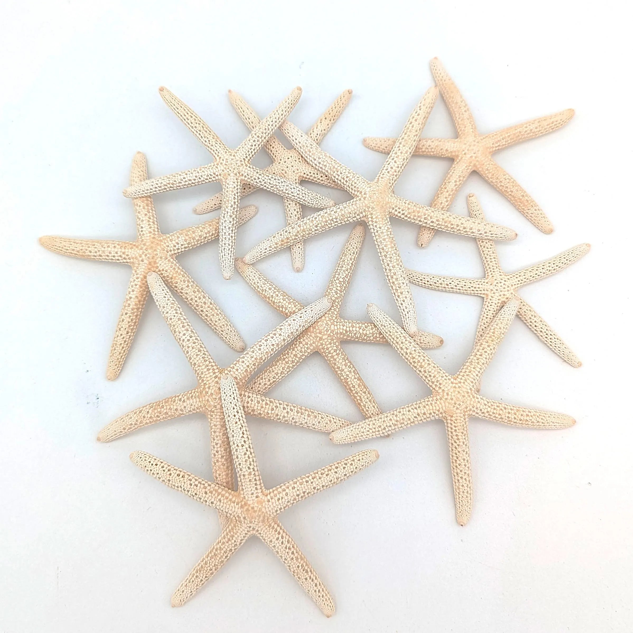 Finger Seesterne in Naturweiß – 10er Set (5–7 cm)