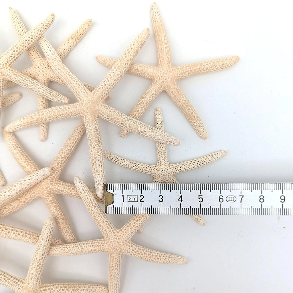 Finger Seesterne in Naturweiß – 10er Set (5–7 cm)