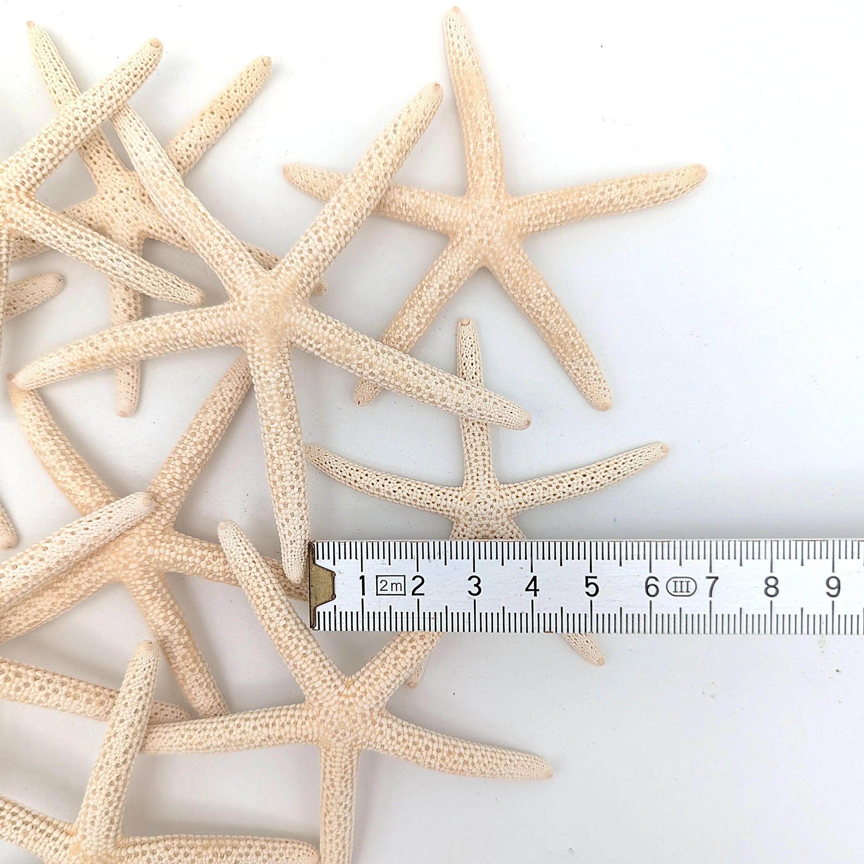 Finger Seesterne in Naturweiß – 10er Set (5–7 cm)