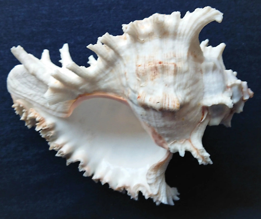 Große Meeres Muschel Schnecke 15-18 cm