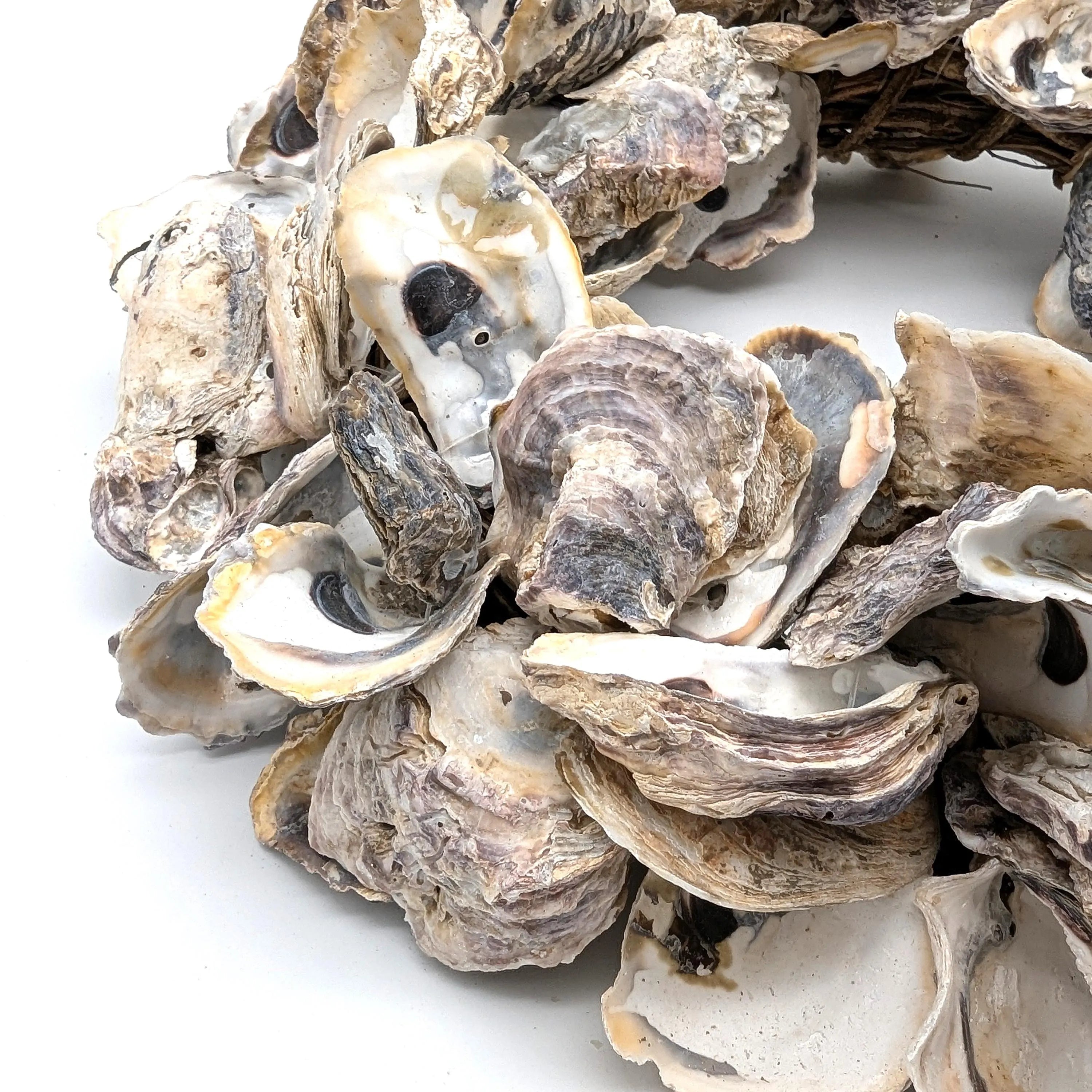 Austern Kranz Durchmesser 40 cm