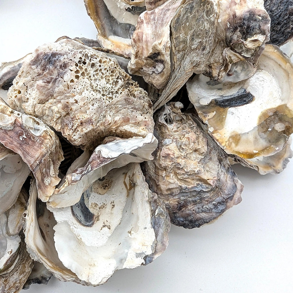 Austern Kranz Durchmesser 40 cm