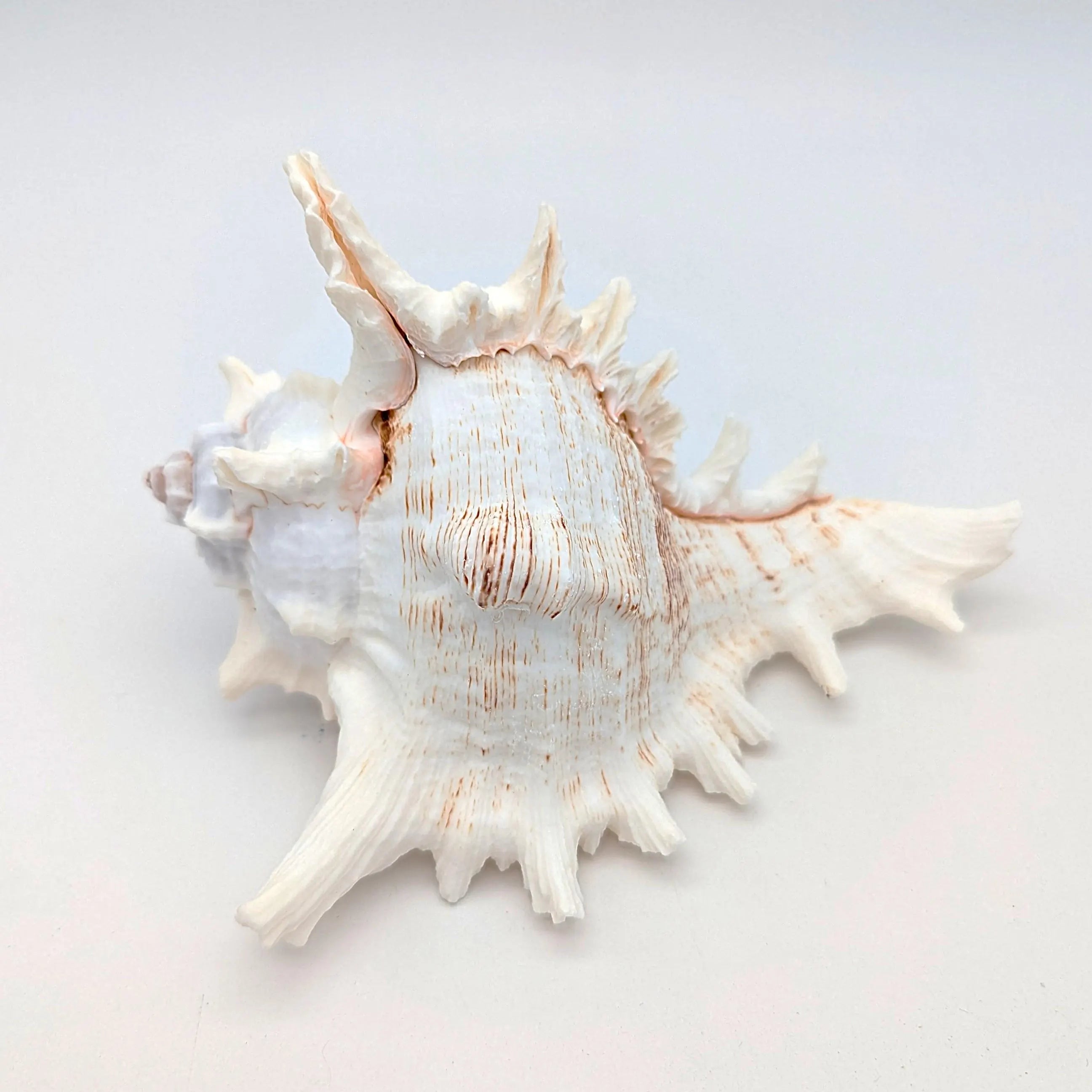 Große Meeres Muschel Schnecke 15-18 cm