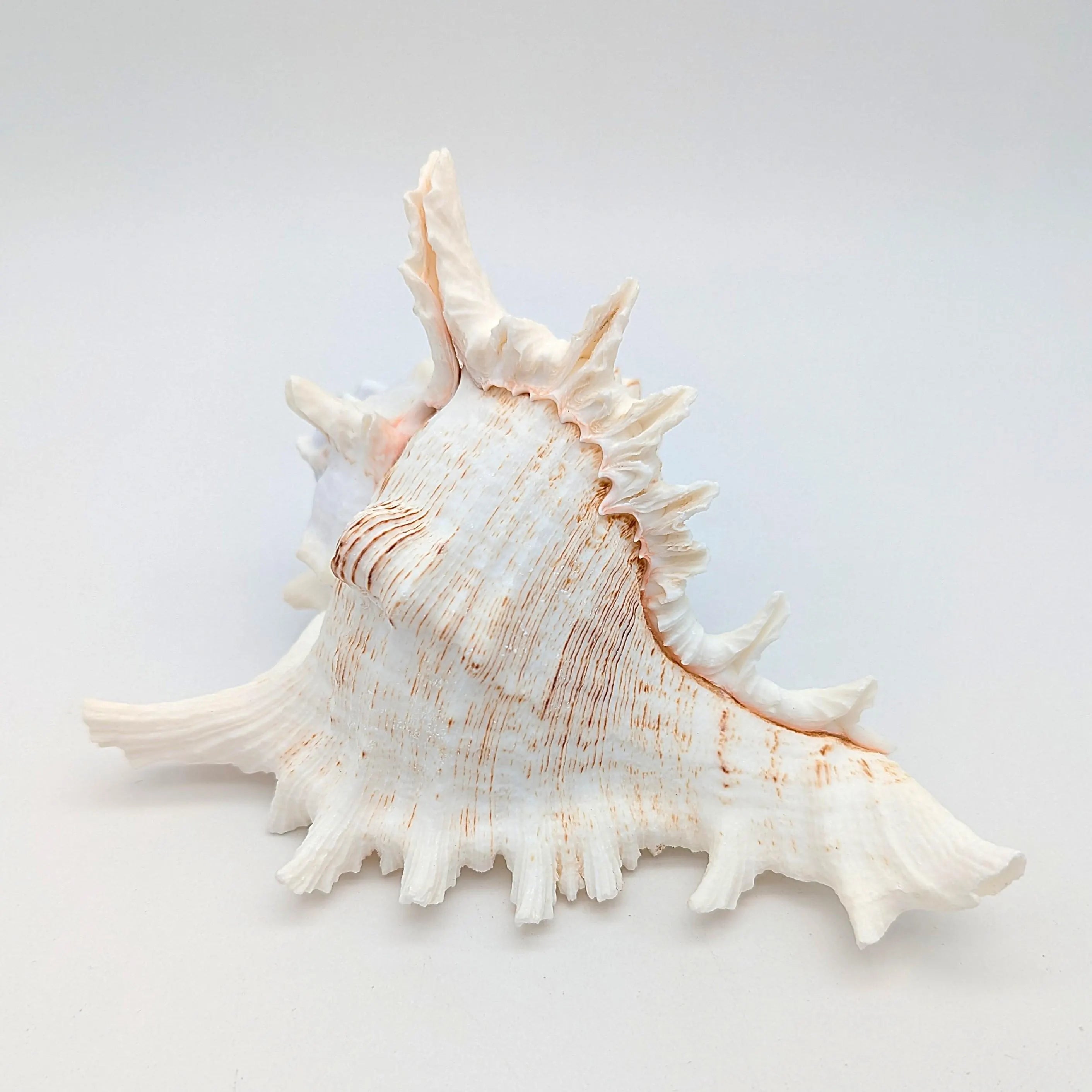 Große Meeres Muschel Schnecke 15-18 cm