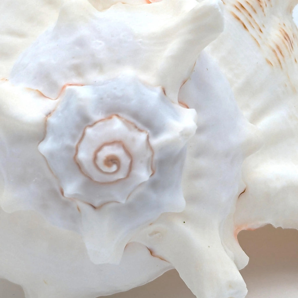 Große Meeres Muschel Schnecke 15-18 cm