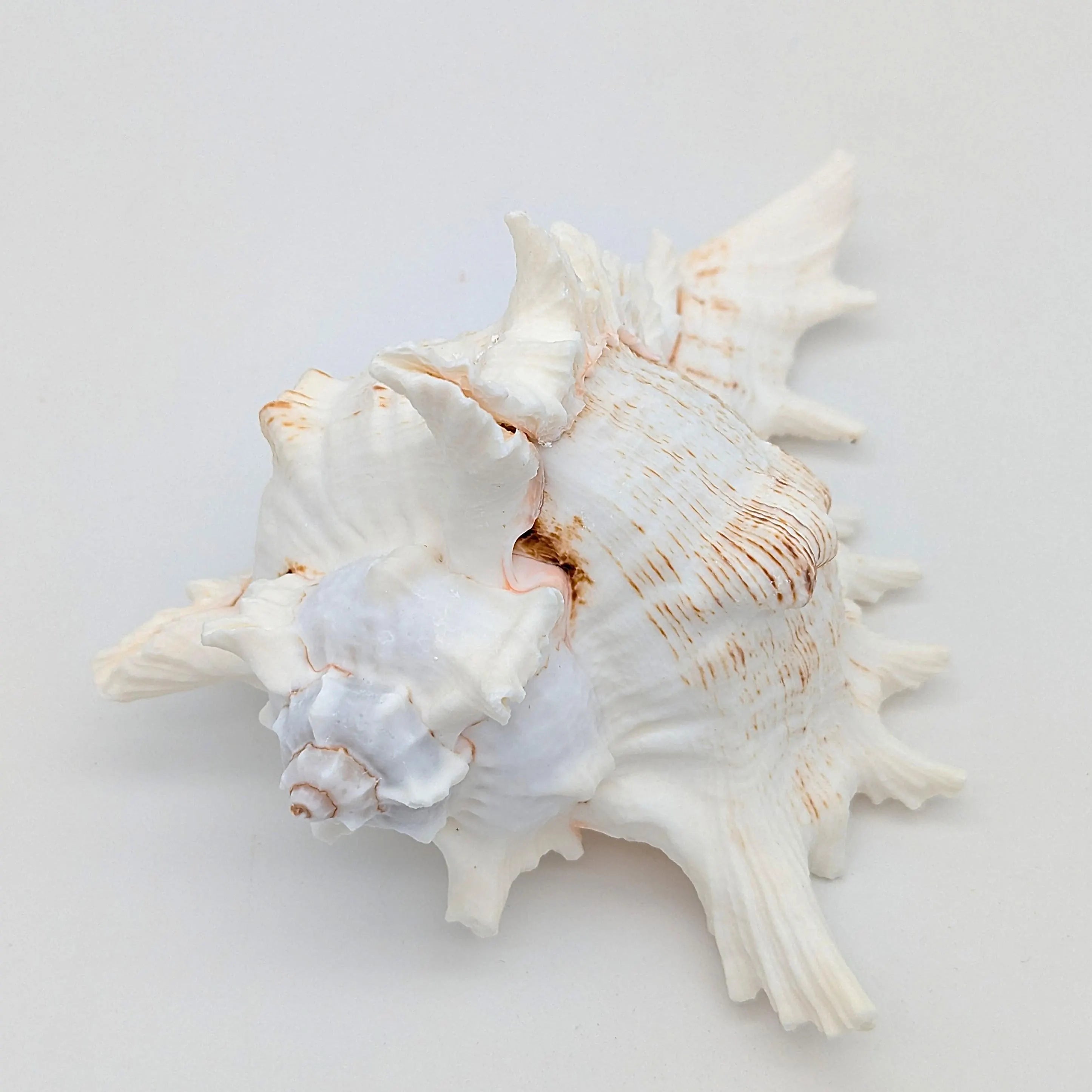 Große Meeres Muschel Schnecke 15-18 cm