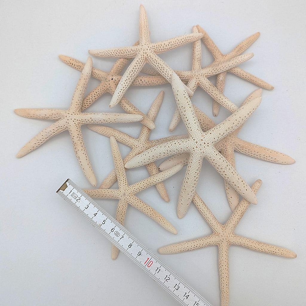 Schlangen Seestern Naturweiß 10-15 cm Set aus 3 Stück