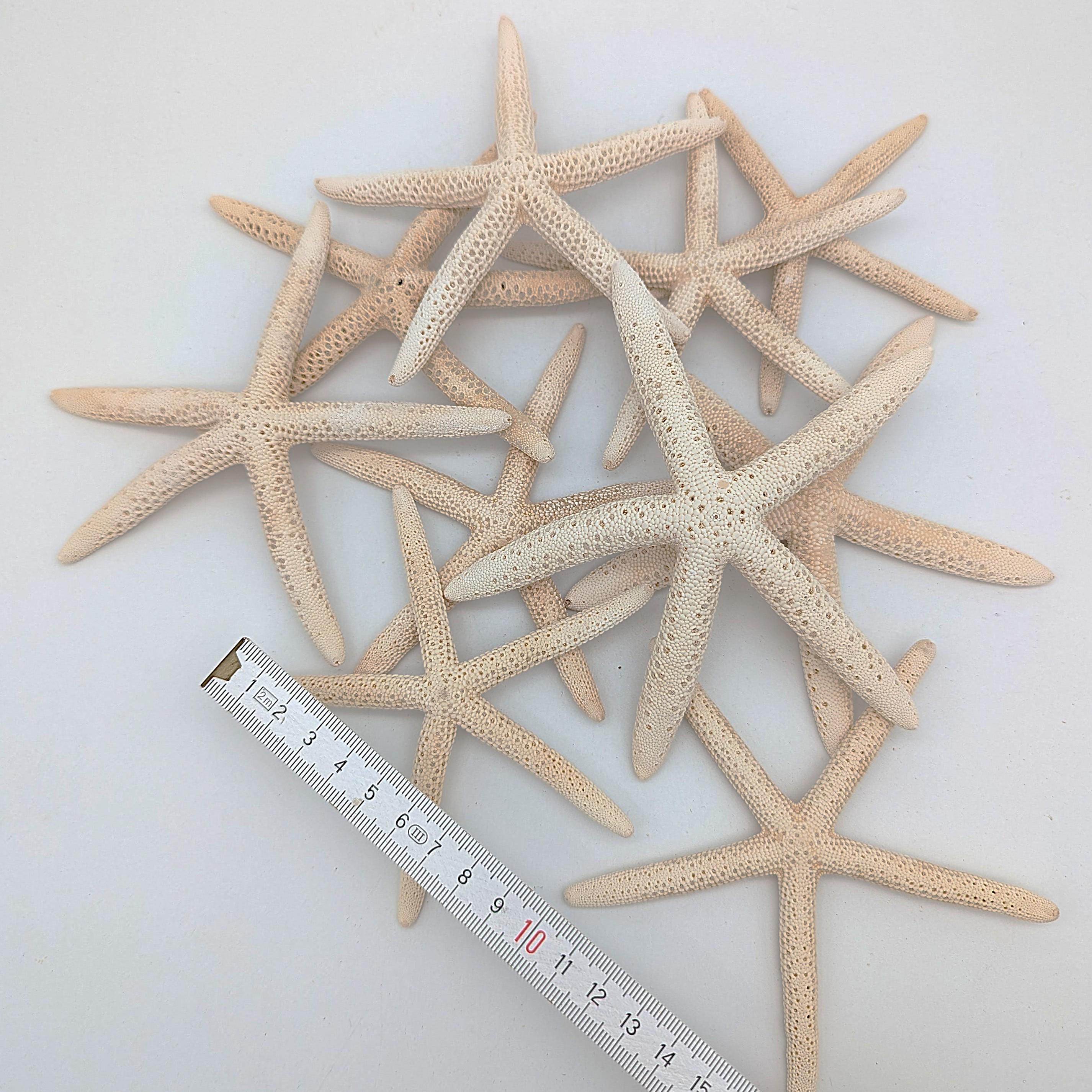 Schlangen Seestern Naturweiß 10-15 cm Set aus 3 Stück