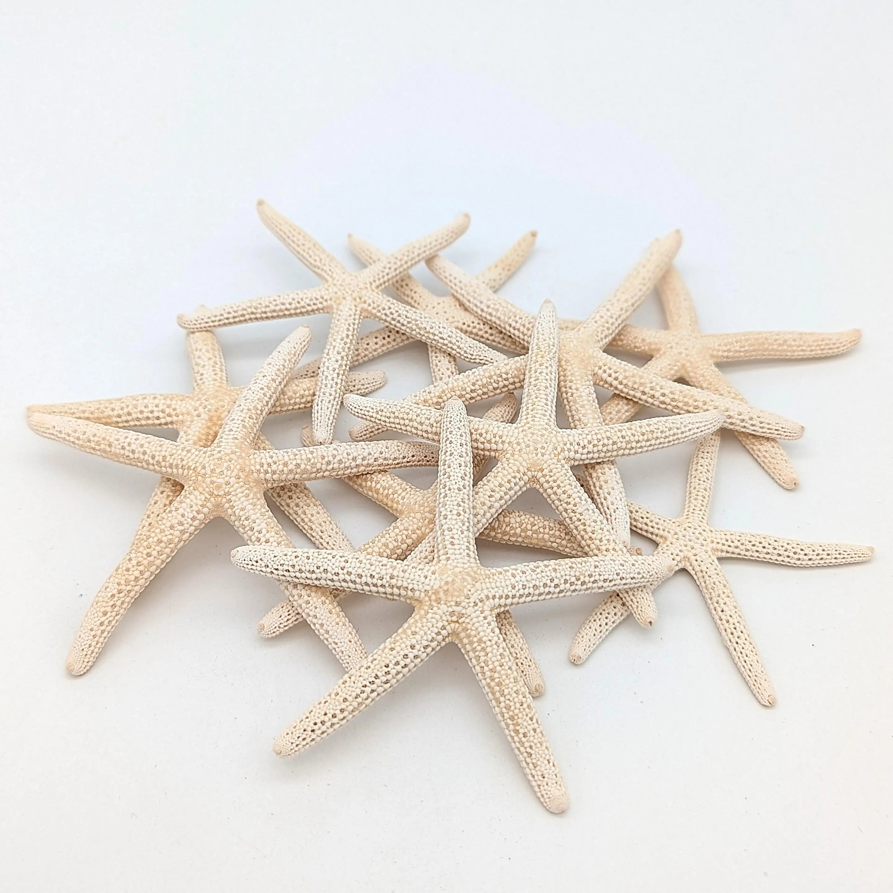 Finger Seesterne in Naturweiß – 10er Set (5–7 cm)