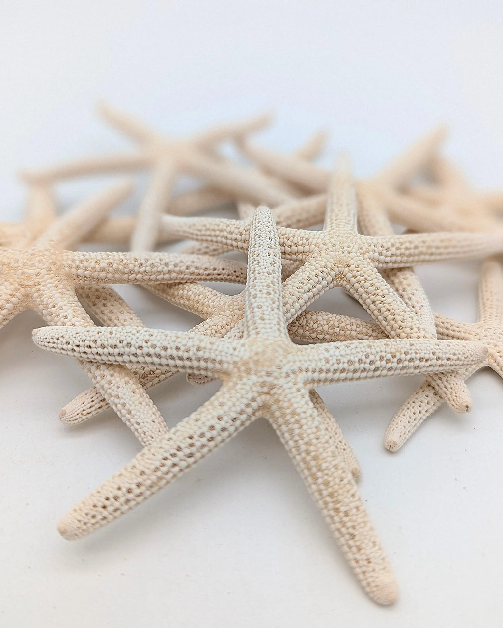 Finger Seesterne in Naturweiß – 10er Set (5–7 cm)