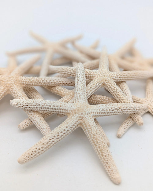 Finger Seesterne in Naturweiß – 10er Set (5–7 cm)