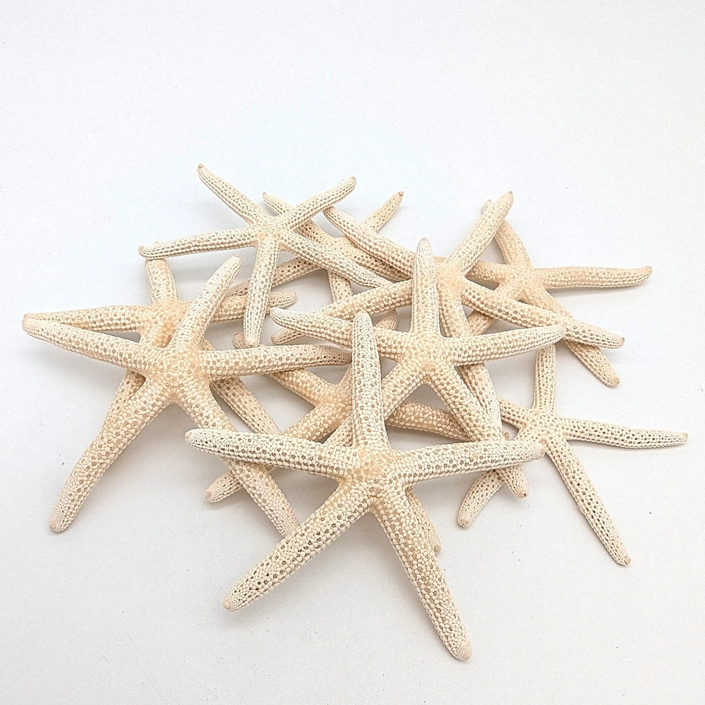 Finger Seesterne in Naturweiß – 10er Set (5–7 cm)