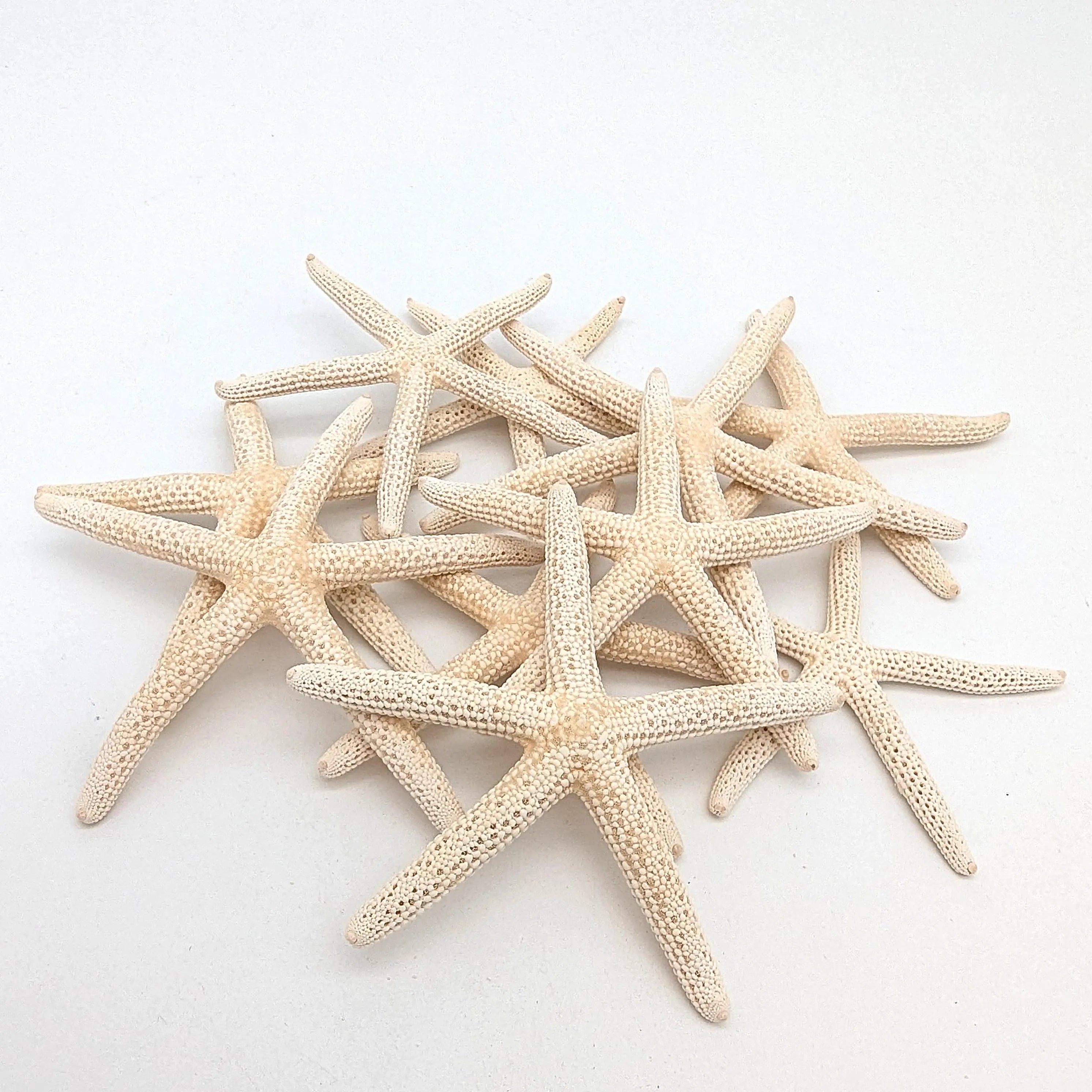 Finger Seesterne in Naturweiß – 10er Set (5–7 cm)